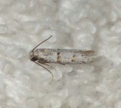 Symmocoides oxybiella