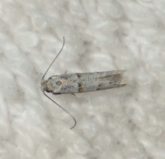 Symmocoides oxybiella