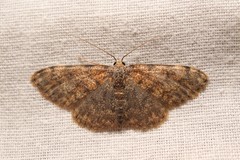 Scopula rufomixtaria