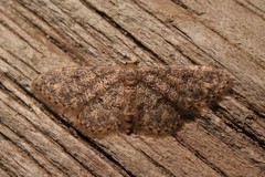 Idaea blaesii