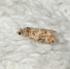 Lobesia botrana