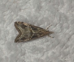 Euchromius cambridgei