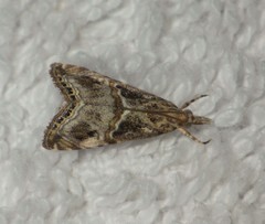 Euchromius cambridgei