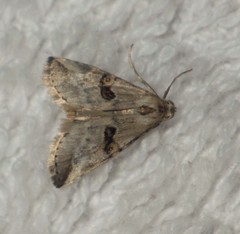Zebeeba falsalis