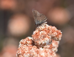Satyrium saepium
