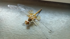 Sympetrum semicinctum