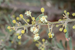 Acacia aspera