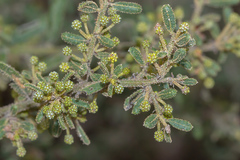 Acacia aspera