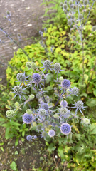 Eryngium planum