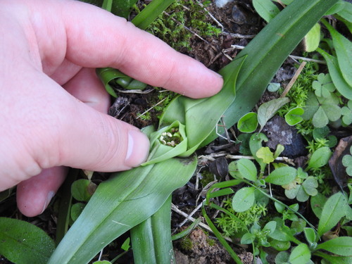 Colchicum longipes