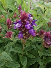 Scutellaria altaica