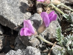 Oxytropis oreophila