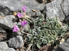 Oxytropis oreophila