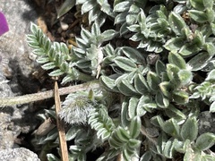 Oxytropis oreophila
