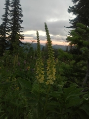 Pedicularis proboscidea
