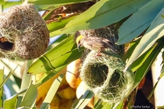 Ploceus philippinus