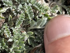 Oxytropis oreophila