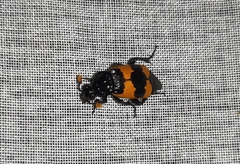 Nicrophorus olidus