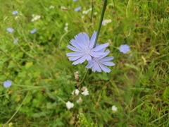 Cichorium intybus