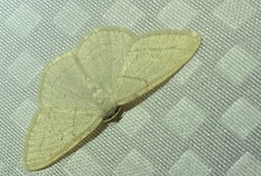 Protitame virginalis