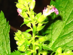Teucrium japonicum