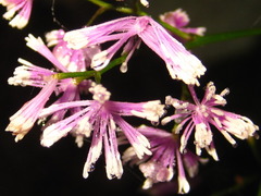 Thalictrum actaeifolium