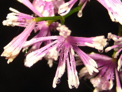 Thalictrum actaeifolium