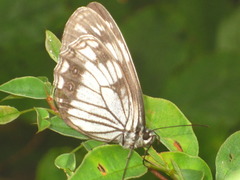 Melanargia epimede