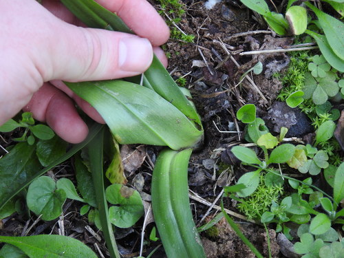 Colchicum longipes