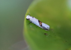 Niphonympha oxydelta