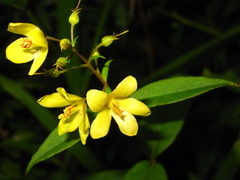 Lysimachia davurica