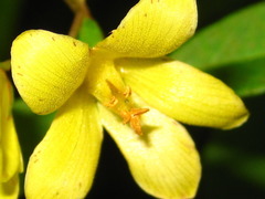 Lysimachia davurica