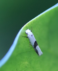 Niphonympha oxydelta
