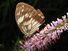 Melanargia epimede