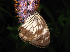 Melanargia epimede