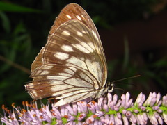 Melanargia epimede