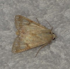 Heliothis nubigera