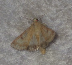 Heliothis nubigera