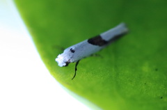 Niphonympha oxydelta