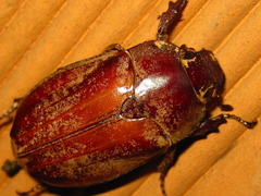 Melolontha incana