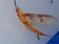 Rhoenanthus coreanus