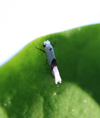 Niphonympha oxydelta