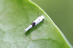 Niphonympha oxydelta