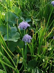 Allium ledebourianum