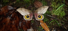 Automeris zugana