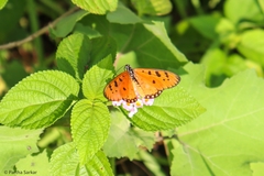 Acraea terpsicore