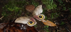 Automeris zugana