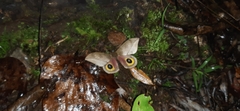 Automeris zugana