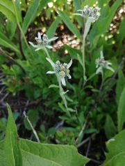 Leontopodium ochroleucum