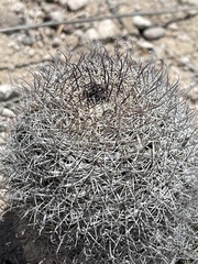 Mammillaria hutchisoniana hutchisoniana